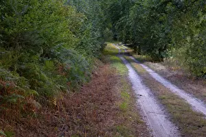 Deserted Forest Path Prints: View along a sandy forest path