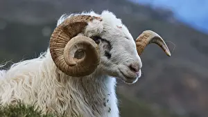 West Crete Landscape Prints: Side view of a sheep with large