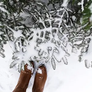 Winter Landscape Photography Prints: View of snow-covered pine branches from above