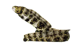 Prints of Side view of a Snowflake Moray, Echidna nebulosa, isolated on white Moray Eel Prints: Side View of a Snowflake Moray Print - Echidna nebulosa