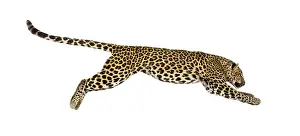 Carnivorous Mammal Prints: Side view of a spotted leopard leaping