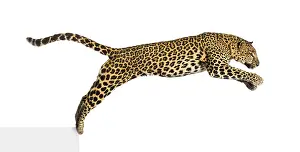 White Studio Background Wildlife Prints: Side view of a spotted leopard leaping