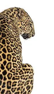 Feliformia Depiction Prints: Back view of a spotted leopard looking to the side