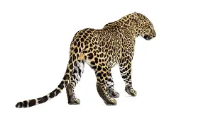 Exotic Animal Photography Prints: Back and side view of a spotted leopard standing and looking to the side