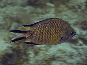 Prints of Side view of a swimming fish with a distinct scale pattern, Atlantic damselfish (Chromis limbatus), dive site: El Cabron Marine Reserve, Arinaga, Gran Canaria, Spain, Europe, Atlantic Ocean D Prints: Atlantic Damselfish Side View Print, Gran Canaria