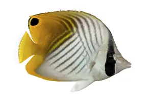 Prints of Side view of a Threadfin Butterflyfish, Chaetodon auriga, isolated on white Butterflyfish Prints: Side View of a Threadfin Butterflyfish Print