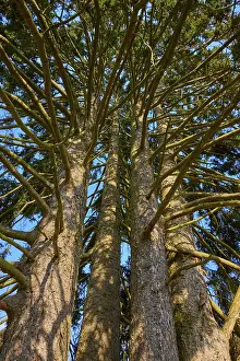 View From Below Prints: View from below of tree trunks with thick branches under a blue sky in the forest