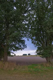 Agricultural Fields Europe Prints: View through two trees onto fields and the sky