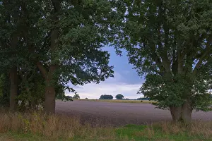Agricultural Fields In Europe Prints: View through two trees onto fields and the sky