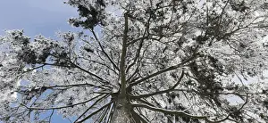 Franconian Forest Nature Park Prints: View of the treetops from below