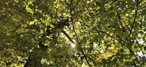 Thuringian Forest Prints: View of the treetops from below