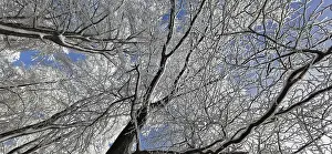 Franconian Forest Nature Park Prints: View of the treetops from below