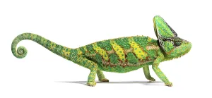 Wild Animal Profile Prints: Side view of a veiled chameleon
