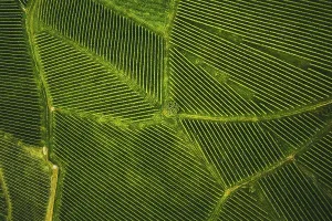 Hoarfrost On Grapevine Prints: Top view of a vineyard in Summer