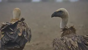 Griffon Vulture Prints: Side View of Griffon Vultures at Mount Koules Print