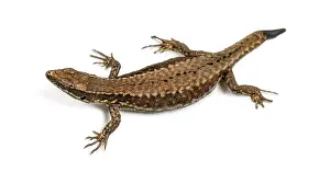 Bright Background Studio Shot Prints: Top view of a Wall lizard with its tail cut
