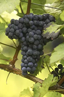 Grape Vine Cultivation Prints: Vine with grapes