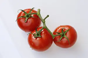 Vine Tomatoes Prints: Vine tomatoes