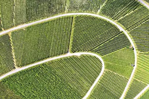 View From Above Vineyard Prints: Vineyard from above