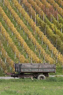 Red Grapes Prints: vineyard