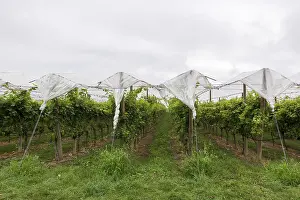 Southern Germany Agriculture Prints: Vineyard covered with protective nets