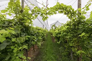 Wine Growing Regions Europe Prints: Vineyard covered with protective nets