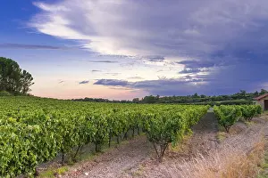 Deserted Vineyard Prints: Vineyard in provence