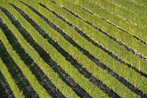 Viniculture Europe Prints: Vineyard with rows of grape vines