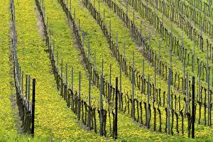 Central European Countryside Prints: Vineyard in spring