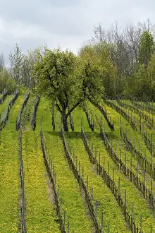 Vineyard In Spring Prints: Vineyard in spring