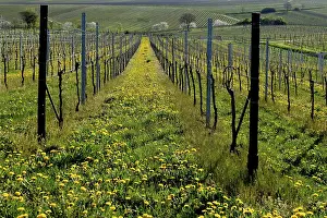 Vineyard In Spring Prints: Vineyard in spring, Godramstein