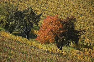 German Vine Growing Region Prints: Vineyard, vineyard with vines and trees