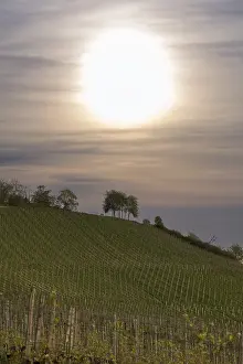 German Vineyards Prints: Vineyard, viticulture, budding