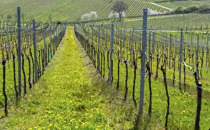 German Wine Route Tourism Prints: Vineyards in spring