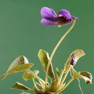 Violet Blooms Prints: Violet