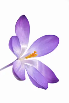 Inflorescence Photography Prints: Violet Crocus (Crocus)
