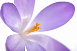 Early Flowering Plant Prints: Violet Crocus (Crocus), detail