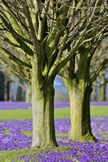 Close Up Of Crocus Prints: Violet Crocuses (Crocus sp.) bloom under trees