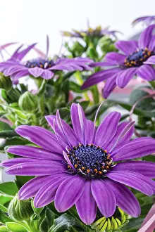 White Background Studio Shots Prints: Violet daisies