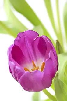 Ornamental Plant Prints: Violet tulip