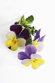Fragrant Violets Prints: Violets
