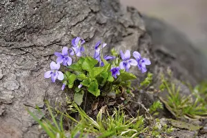 Spring In Germany Prints: Violets on a chestnut by the wayside