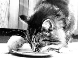 Wildlife Photography Humor Prints: Cat eats together with mouse from plate