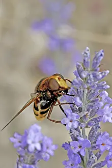 No People Flying Insects Prints: Volucella ianis, hoverfly