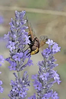 Hoverfly In Blossom Prints: Volucella ianis, hoverfly