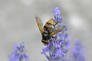 Wildlife Flower Visit Prints: Volucella ianis, hoverfly