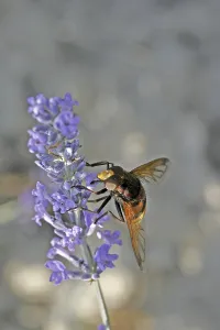 Insect Animal Photography Prints: Volucella ianis, hoverfly