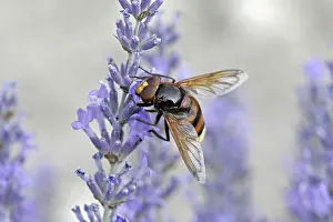 Flower Visit Insect Prints: Volucella ianis, hoverfly