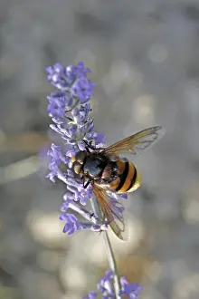 Natural Habitat Prints: Volucella ianis, hoverfly