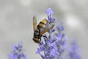 Wildlife Flower Visit Prints: Volucella ianis, hoverfly